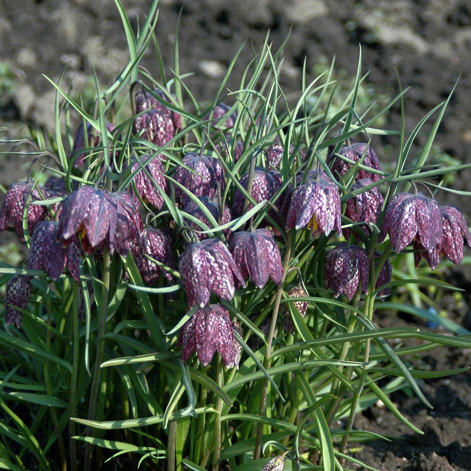 Kategorie <b>Stauden </b> - Schachbrettblume - Fritillaria meleagris
