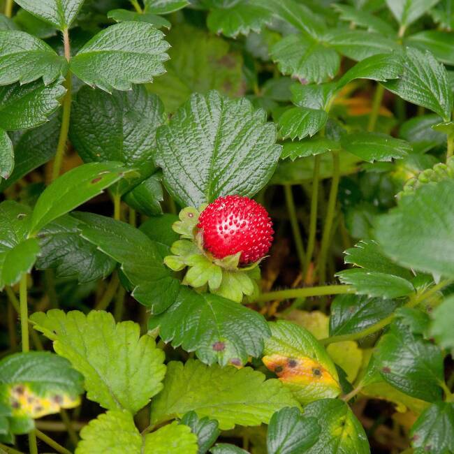 Fragaria chiloensis Chaval P 0,5