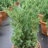 Juniperus chinensis Robusta Green