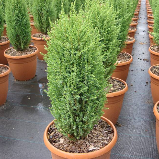 Juniperus com. 'Compressa'