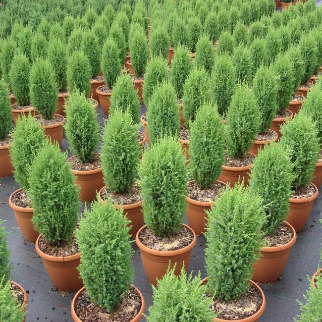 Juniperus com. Compressa