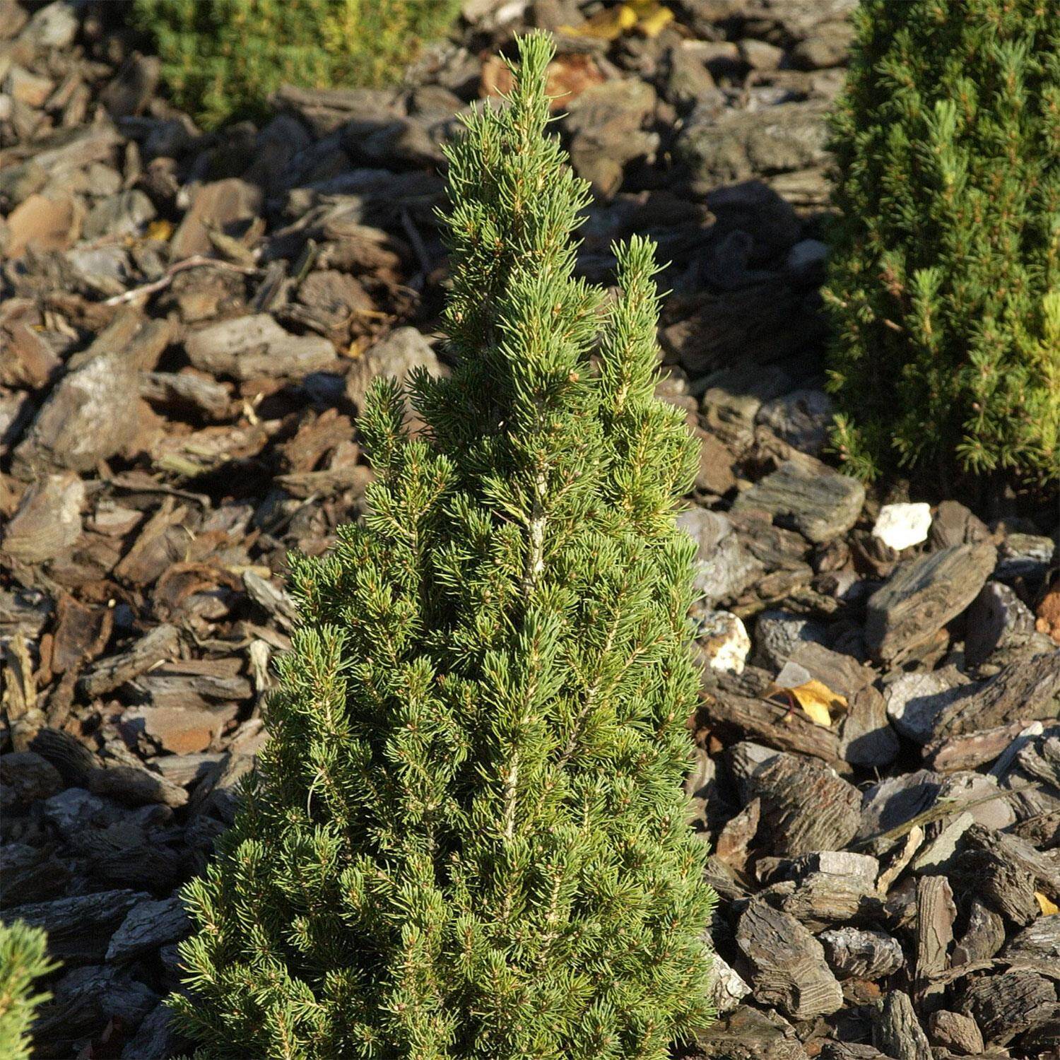Kategorie <b>Nadelbäume u. Koniferen </b> - Mini-Zuckerhutfichte - Picea glauca 'Zuckerhut'