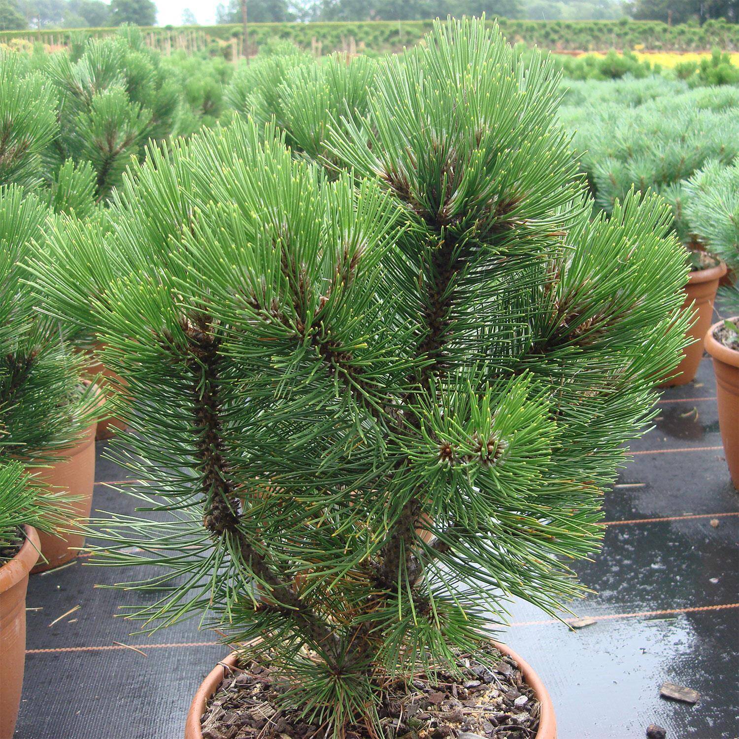  Zwerg-Schlangenhaut- Kiefer 'Compact Gem' - Pinus leucodermis 'Compact Gem'