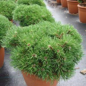 Pinus mugo/uncinata Grüne Welle