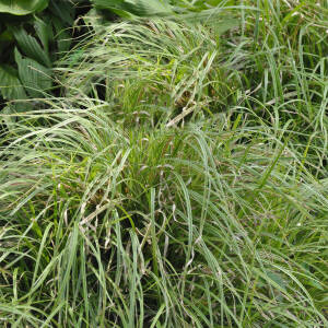 Carex morrowii Silver Sceptre