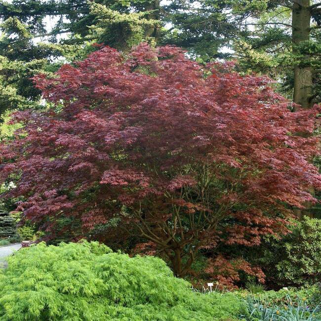 Acer palmatum Bloodgood