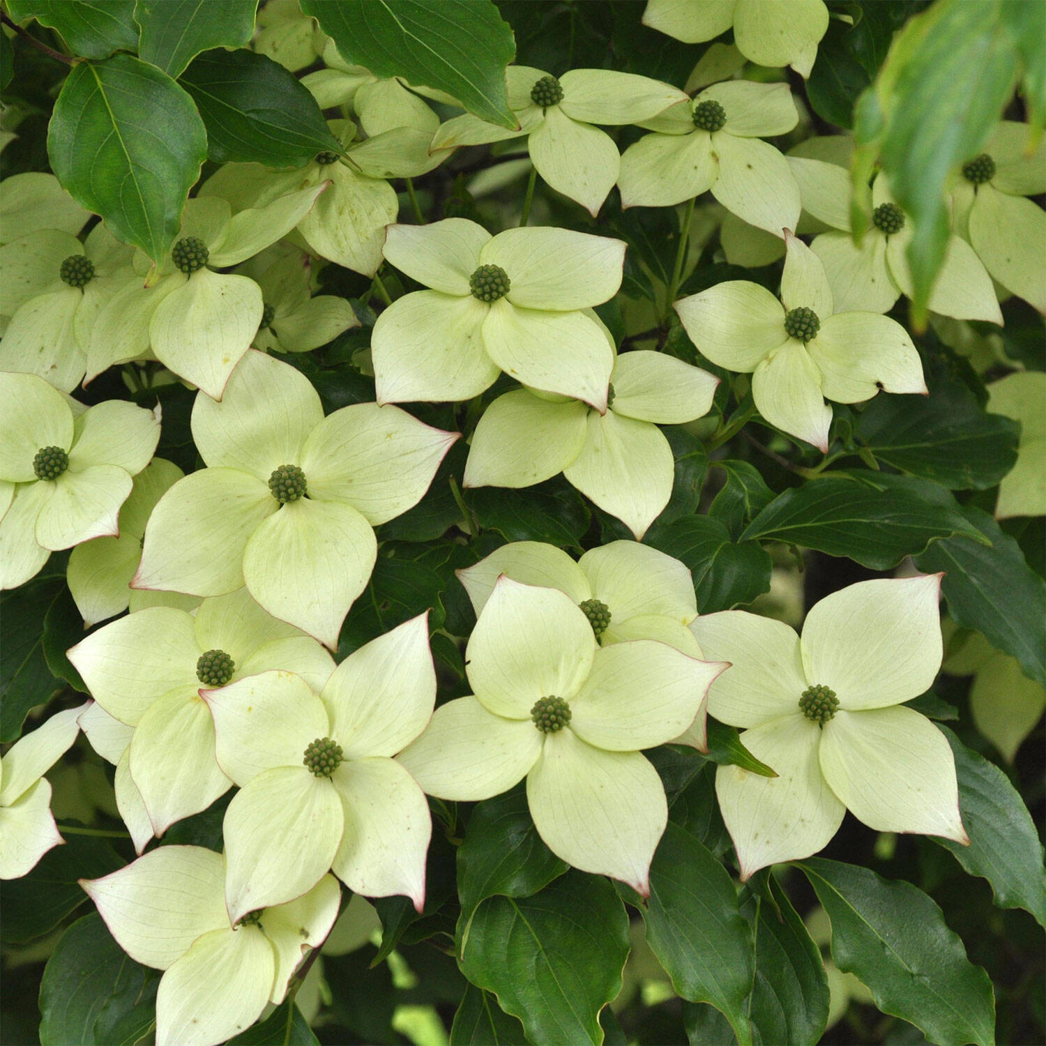 Kategorie <b>Laubbäume </b> - Japanischer Blumen-Hartriegel 'Wieting's Select' - Cornus kousa chinensis 'Wieting's Select'